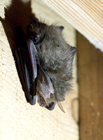 2023 05 06 Brown Long Eared Bat Nagshead Gloucestershire_Z5A3295