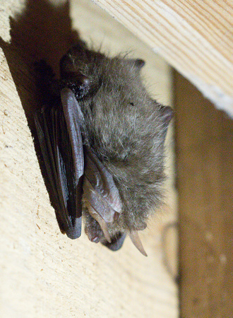 2023 05 06 Brown Long Eared Bat Nagshead Gloucestershire_Z5A3295