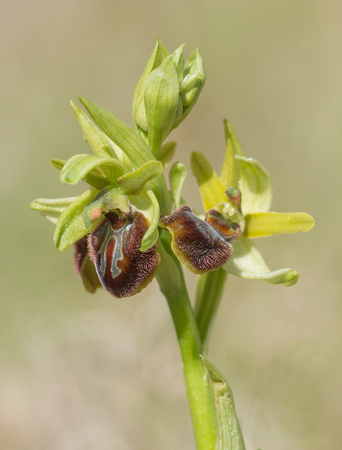 Early Spider Orchid Kent_Z5A7769