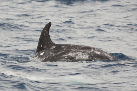 Risso's Dolphin off Pico Azores Portugal_Z5A1369