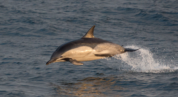 Common Dolphin from Scillonian off Isles of Scilly_Z5A1720