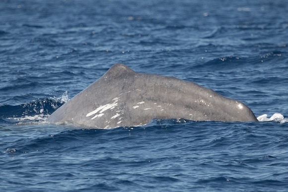 Sperm Whale off Pico Azores Portugal_Z5A2566
