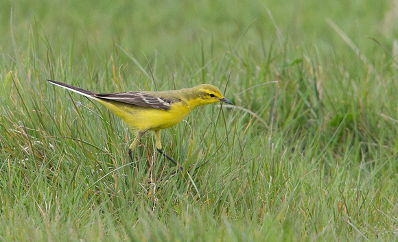 Yellow Wagtail Norfolk_Z5A7589