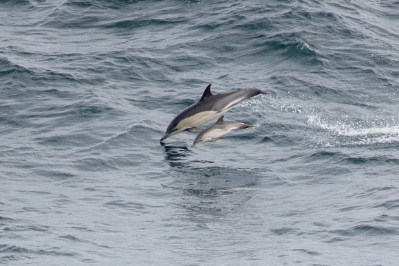 Common Dolphin Bay of Biscay_Z5A8342