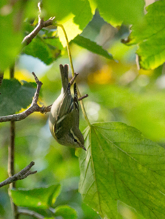 Yellow browed Warbler St Agnes Isles of Scilly_Z5A0965