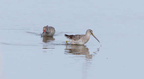 2023 04 09 Long Billed Dowitcher Cley Marshes Norfolk_Z5A0786