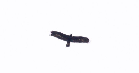 2023 04 14 Golden Eagle Findhorn Scotland_Z5A1025