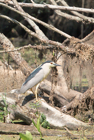 2023 06 13 Black Crowned Night Heron Ouse Washes Cambridgeshire_Z5A5158
