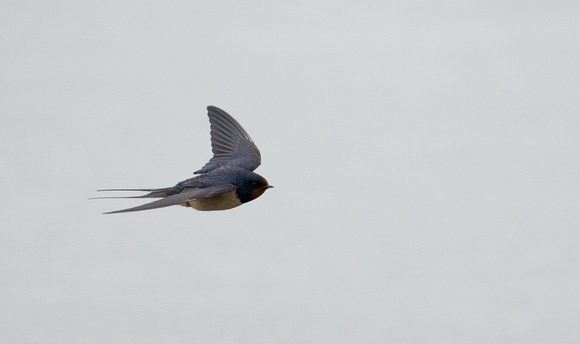 Swallow Norfolk_Z5A0595