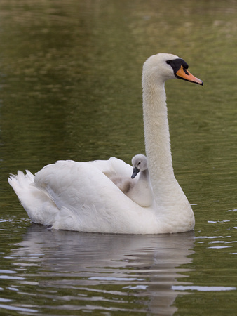 Mute Swan Norfolk_MG_6362