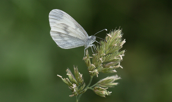 2023 06 17 Wood White Selsey Forest Northamptonshire_Z5A5758