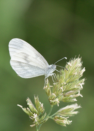 2023 06 17 Wood White Selsey Forest Northamptonshire_Z5A5760a