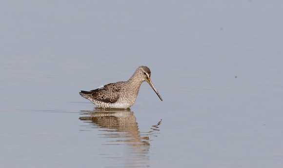 2023 04 09 Long Billed Dowitcher Cley Marshes Norfolk_Z5A0831