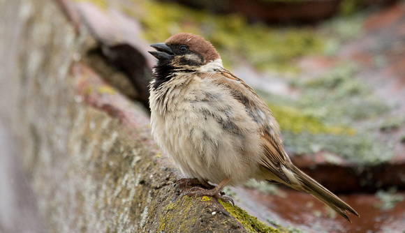 Tree Sparrow North Yorkshire_Z5A7595