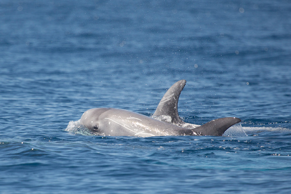 Risso's Dolphin off Pico Azores Portugal_Z5A2931