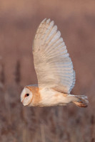 2025 03 09 Barn Owl Cley next the Sea Norfolk_81A0863