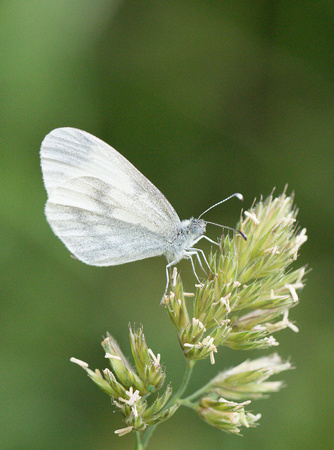 2023 06 17 Wood White Selsey Forest Northamptonshire_Z5A5760