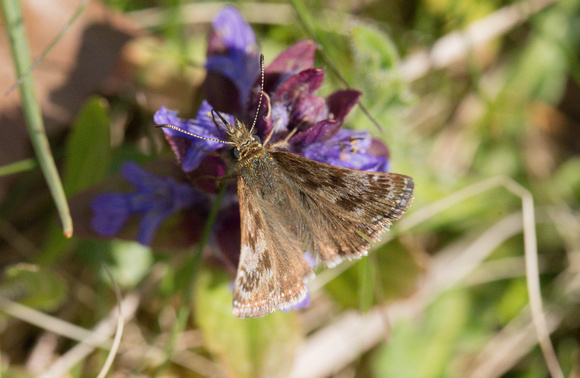 2022 05 08 Dingy Skipper Narborough Disused Railway Line Norfolk_Z5A0873