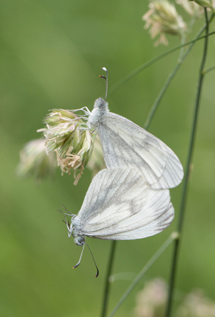 2023 06 17 Wood White Selsey Forest Northamptonshire_Z5A5879