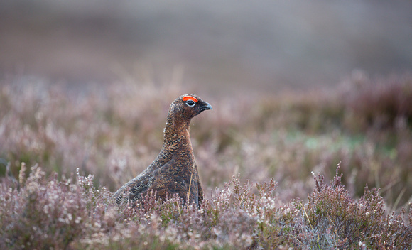 2023 03 29 Red Grouse Lochindorb Scotland_Z5A9558