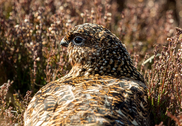 Red Grouse  Scotland_Z5A4687