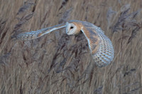 2025 03 09 Barn Owl Cley next the Sea Norfolk_81A0797