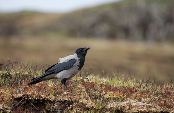 Hooded Crow Isle of Skye Scotland_Z5A0189