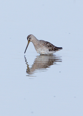 2023 04 09 Long Billed Dowitcher Cley Marshes Norfolk_Z5A0641