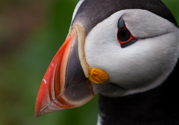 Puffin Northumberland_Z5A8855