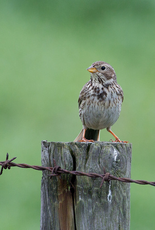 Corn Bunting North Yorkshire_Z5A7820