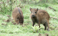 2023 05 06 Wild Boar Nagshead Gloucestershire_Z5A3241