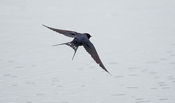 Swallow Norfolk_Z5A0469