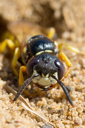 Beewolf Wasp Norfolk_Z5A6621
