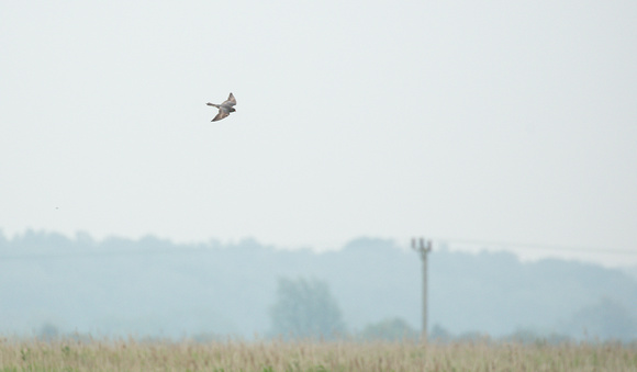 2023 06 18 Red footed Falcon Thorpe Marsh Haddiscoe Norfolk_Z5A6276