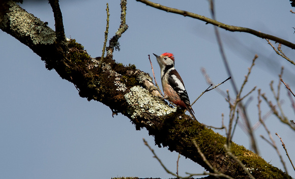 Middle Spotted Woodpecker Lac Du Der France_Z5A0830