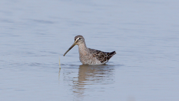 2023 04 09 Long Billed Dowitcher Cley Marshes Norfolk_Z5A0720