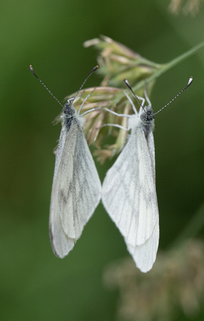 2023 06 17 Wood White Selsey Forest Northamptonshire_Z5A5805
