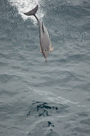 Common Dolphin Bay of Biscay_Z5A8003
