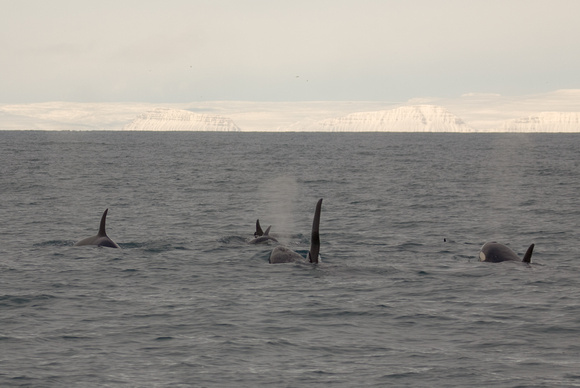Orcas Iceland_MG_1333