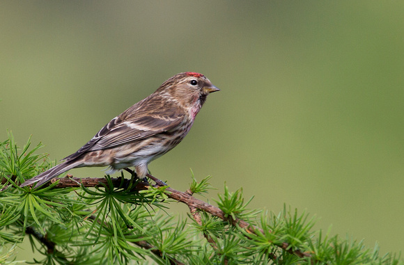 Common Redpoll Wales_Z5A4007