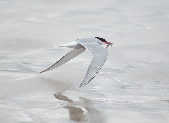 Arctic Tern Northumberland_Z5A7042