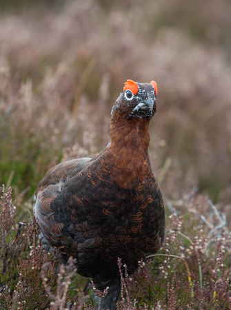 2023 03 29 Red Grouse Lochindorb Scotland_Z5A9445