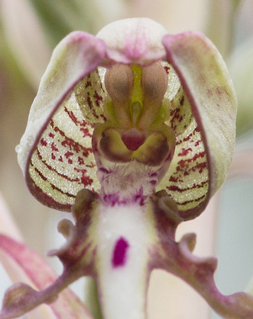Lizard Orchid  Norfolk_Z5A8308