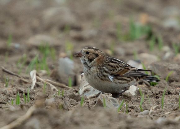 Lapland Bunting Norfolk_Z5A2886