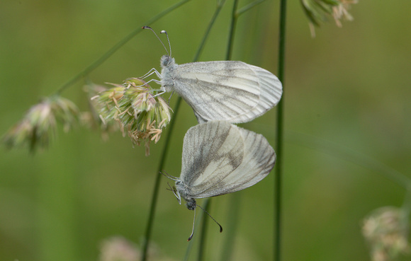 2023 06 17 Wood White Selsey Forest Northamptonshire_Z5A5927