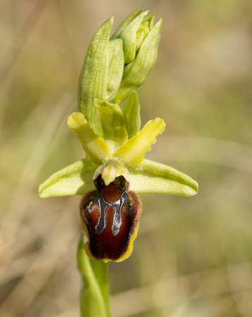 Early Spider Orchid Kent_Z5A7918