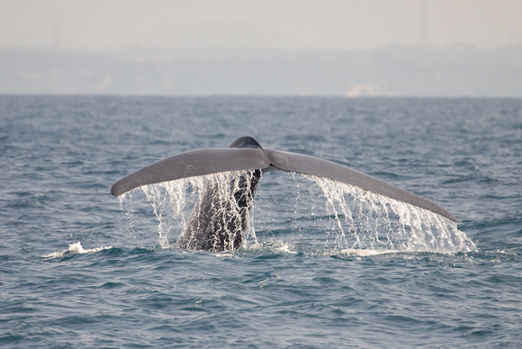 Blue Whale Sri Lanka_MG_0539