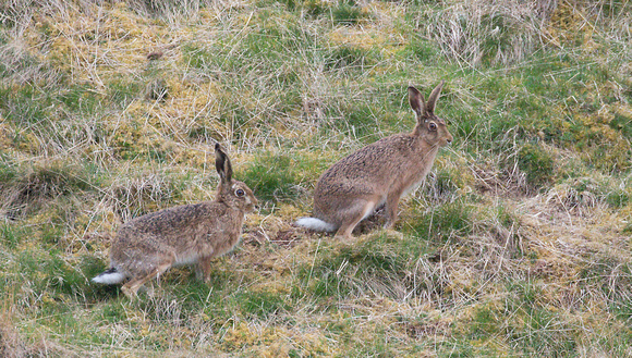 2023 04 17 Brown Hare Insh Marshes Scotland_Z5A1651