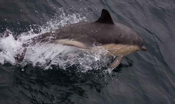 Common Dolphin off Coll Scotland_Z5A5522