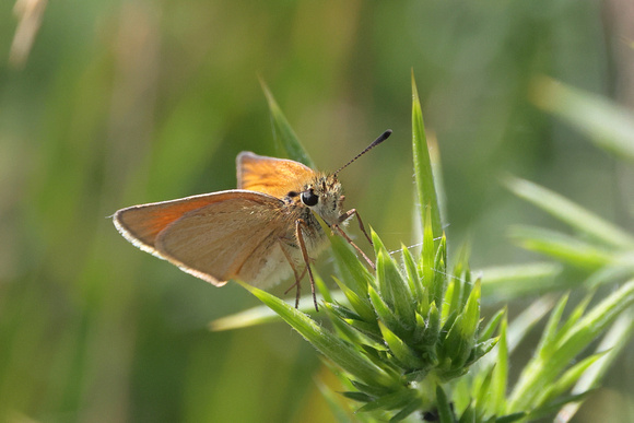 2024 07 17 Small Skipper Salthouse Heath Norfolk_81A5613